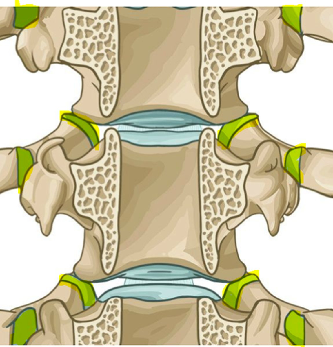 <p>gewrichten tussen wervelkolom en ribben. Ondersteuning, beweging, en ademhaling bij wervelkolom</p>