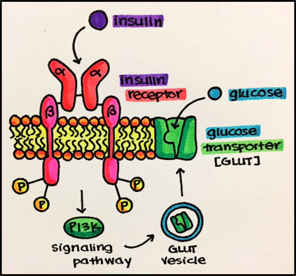 <ul><li><p>insuline bindt op de insuline receptor; </p><ul><li><p>activatie receptor</p></li><li><p>cascade-activatie </p></li><li><p>expressie GLUT-4 </p></li><li><p>gefaciliteerde diffusie glucose</p></li></ul></li></ul><p></p>