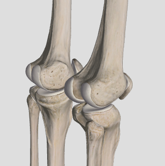 <p>hinge joint</p>