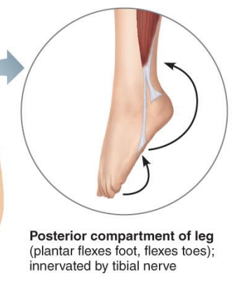 <p><strong>posterior compartment of the leg</strong></p>