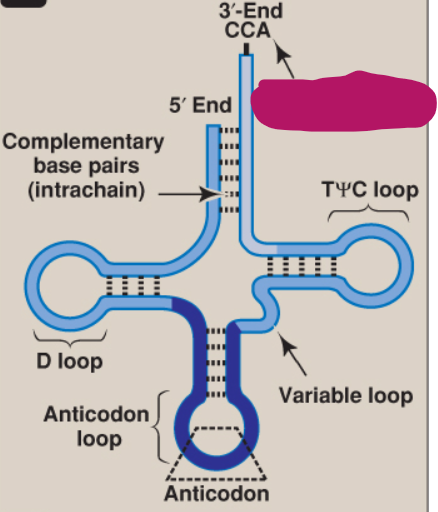 <p>What is this part of tRNA?</p>
