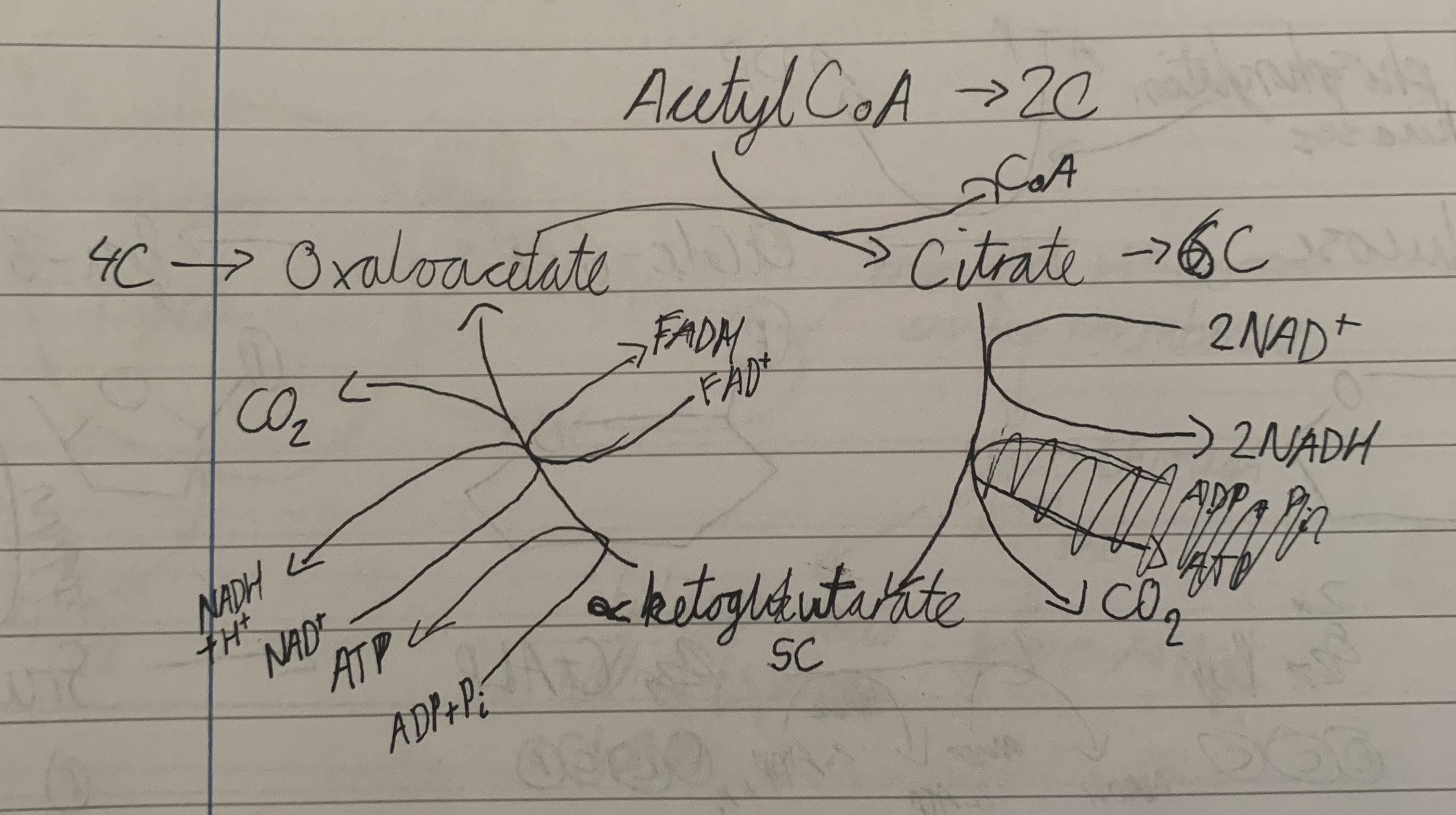 knowt flashcard image