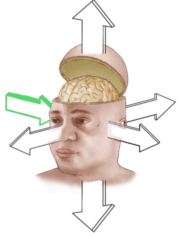 <p>At the center of the face, toward the midline of the brain.</p>