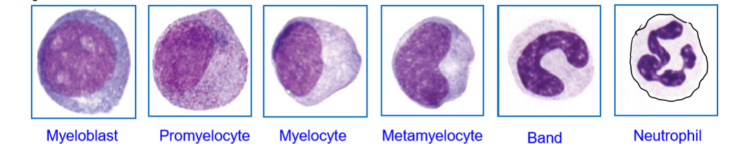 <ul><li><p>First responders of the innate immune system.</p></li><li><p>Phagocytosis of invading pathogens by the host </p></li><li><p>Antimicrobials substances from granules</p><ul><li><p>Formed of neutrophil extracellular traps (NETs)</p></li></ul></li><li><p>When there is tissue damage, neutrophilic activity is damaged</p></li></ul><p></p>