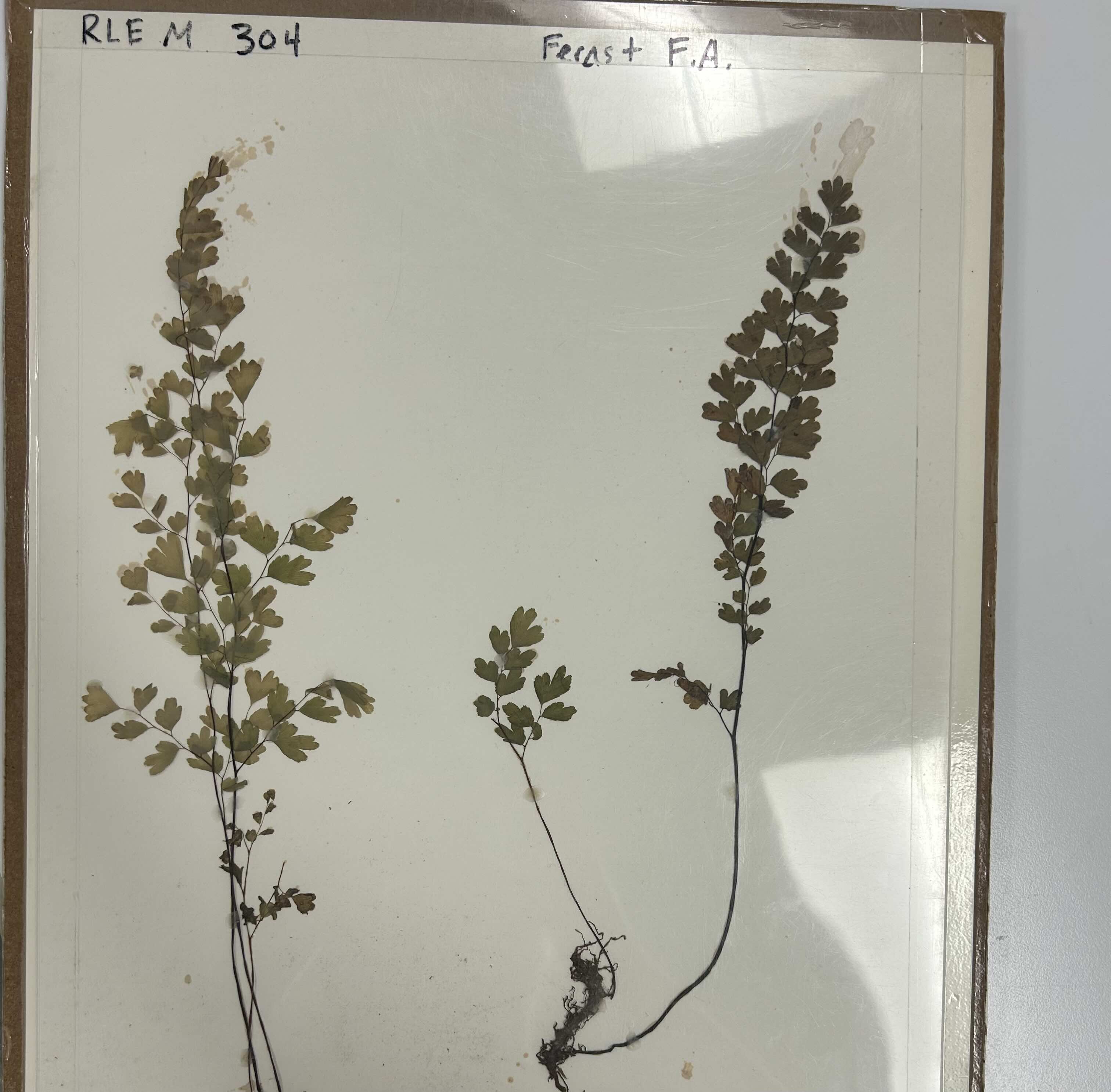 <p>Venus’ hair fern</p>