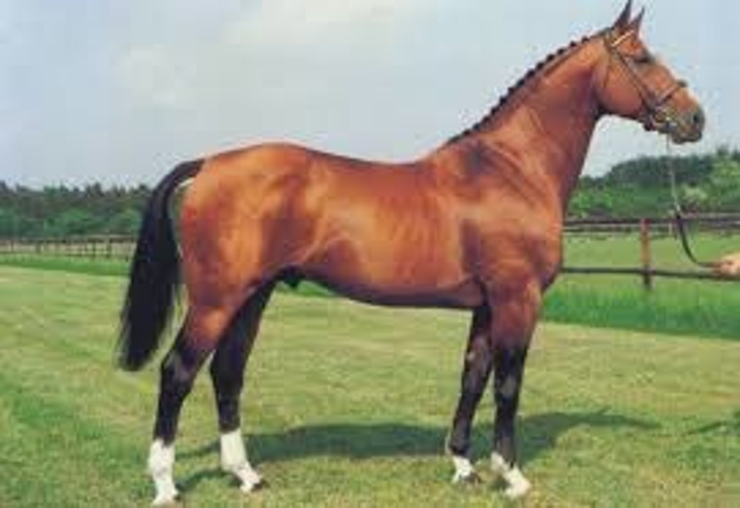 <p>The sport horse, Eumetric, France, jumping, straight face</p>