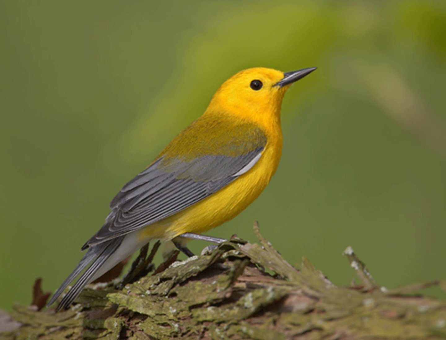 <p>Passeriformes</p><p>golden yellow head and breast, blue-gray wings, plain yellow face</p><p>no eyeline or wingbars</p>