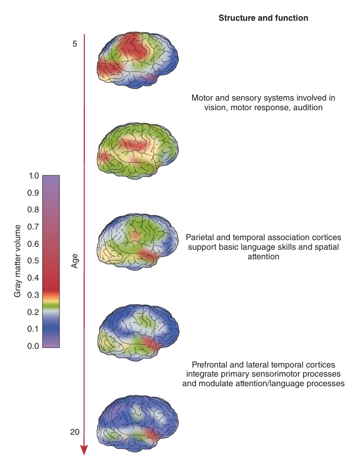 <p>Para mas efficient yung info processing &amp; ability to ignore distracting info</p><ul><li><p>loss in the density of gray matter due to pruning</p><ul><li><p>grey matter volume sa <span style="color: red"><strong>caudate </strong></span>(part ng basal ganglia; involved in cognitive functions, attention, and emotional states) peaks at 7 yrs sa girls, 10 naman sa boys</p></li><li><p>grey matter volume sa <span style="color: red"><strong>parietal lobes </strong></span>(spatial understanding) and <span style="color: red"><strong>frontal lobes</strong></span><strong> </strong>peak at 11 yrs sa girls, 12 sa boys</p></li><li><p>Grey matter volume sa <span style="color: red"><strong>temporal lobe </strong></span>(language) peak at 16 for both</p></li><li><p>Grey matter volume sa<span style="color: red"> <strong>frontal cortex</strong></span><strong> </strong>is linked w differences sa IQ (largely genetic)</p></li></ul></li><li><p>increase in white matter</p></li><li><p>changes in thickness of cortex</p><ul><li><p>thickening at age 5-11 sa temporal and frontal lobes</p></li><li><p>thinning sa rear part ng frontal and parietal cortex sa left hemisphere</p></li><li><p>such changes correlate w/ improved performance on the vocab part of intelligence tests</p></li></ul></li></ul><p></p>