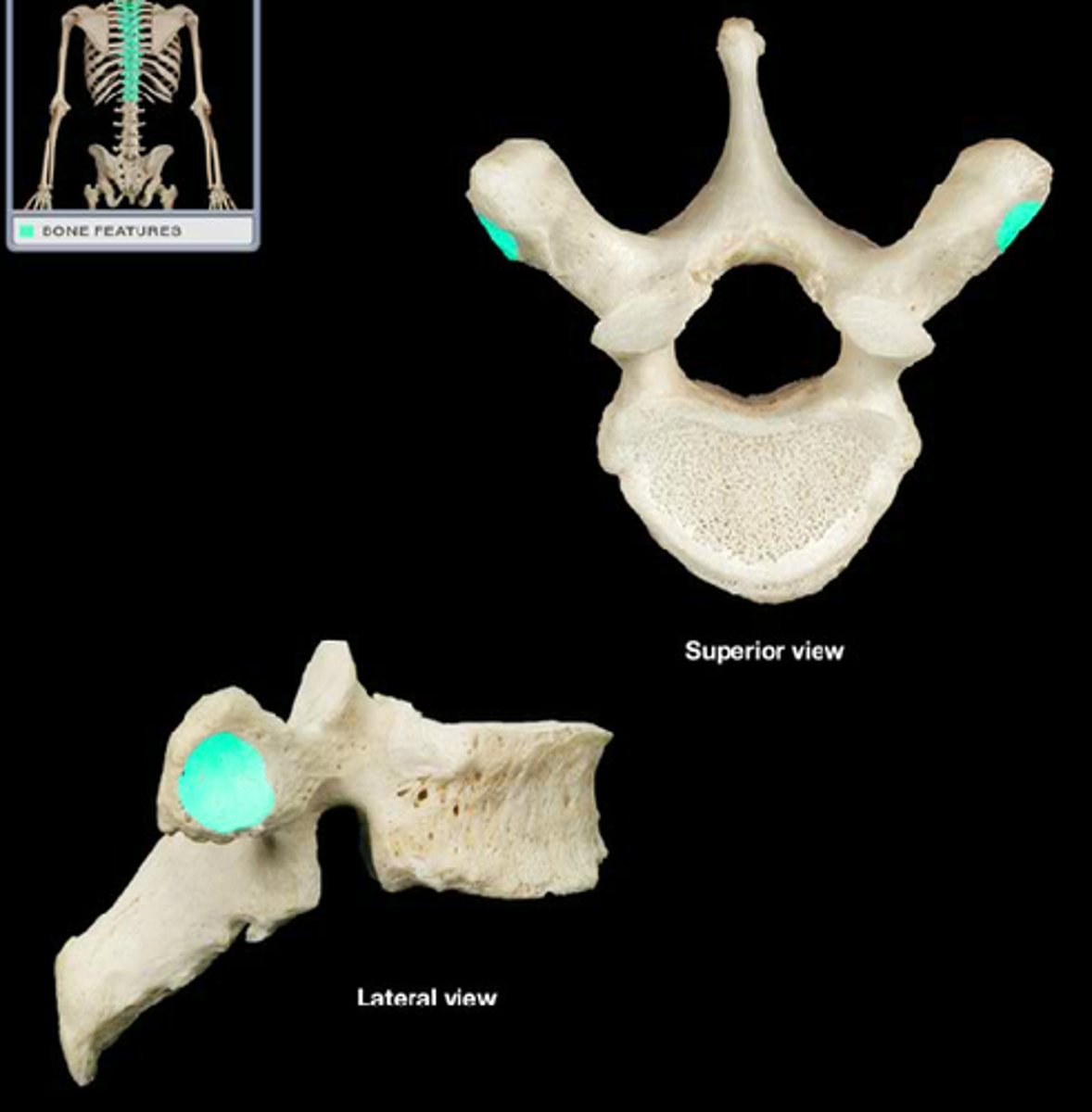 <p>depression on transverse process; articulates with the tubercle of the ribs; also named transverse facet of thoracic vertebra in APR</p>