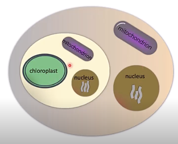 <p>how many genomes are present?</p>