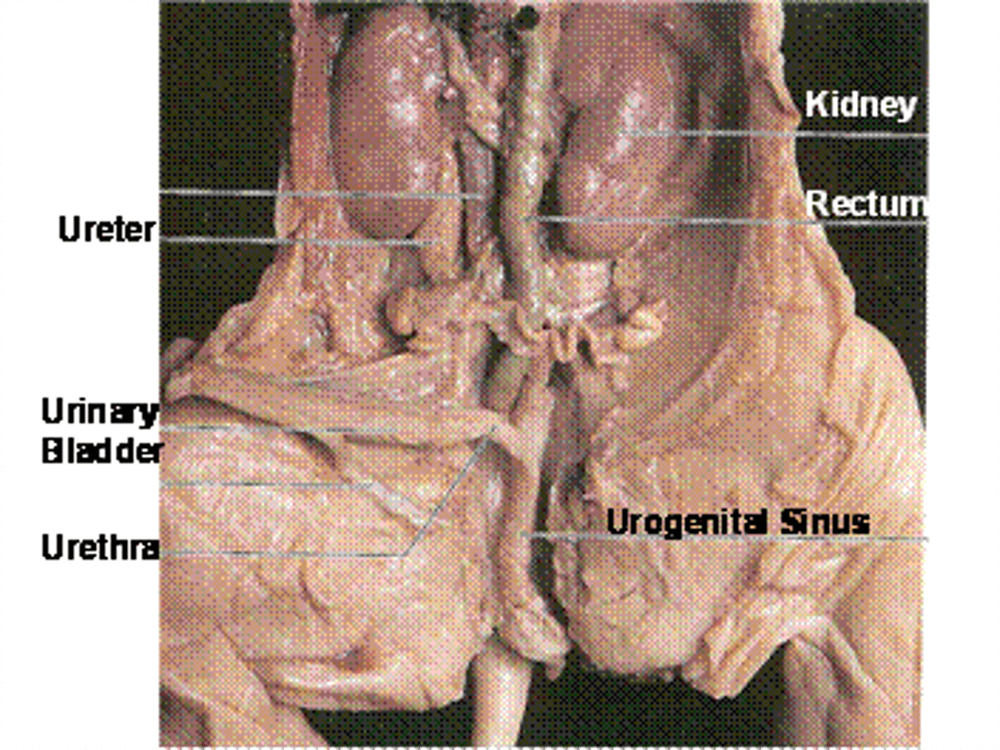 <p>to extract waste, form urine, and balance body fluid</p>