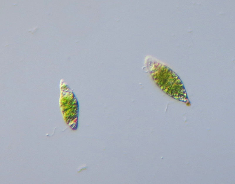 <p><br>Euglena10x</p>