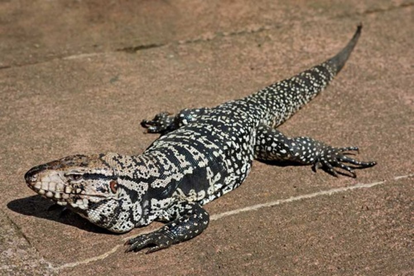 <p>These are large lizards that are capable of reaching around 5 feet in length. They have a mottled black and coloration. These lizards are incredible swimmers and will dominate areas around water. They are a problematic omnivore that will consume eggs of protected species such as gopher tortoises and sea turtles.</p>