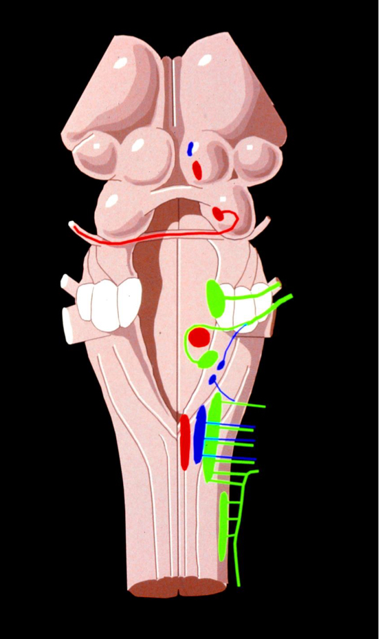 <p>what are the locations of the GSE nuclei(red) from rostral to caudal</p>