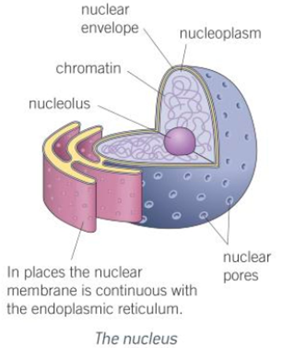 <p><strong><span style="text-decoration:underline">Description:</span></strong></p><p>Most prominent feature of eukaryotic cells, such as an epithelial cell; spherical; 10-20 μm in diamter; contains organism's hereditary material; controls cell's activities; has a number of parts:</p><p>1) <span style="text-decoration:underline">Nuclear envelope:</span></p><p>- Double membrane that surrounds the nucleus.</p><p>- Outer membrane is continous with the ER of the cell and often has ribosomes on its surface.</p><p>- Controls entry/exit of materials in/out of nucleus, and contains reactions taking place within it.</p><p>2) <span style="text-decoration:underline">Nuclear pores:</span></p><p>- Allow passage of large molecules (e.g. mRNA) out of the nucleus.</p><p>- Typically around 3000 pores in each nucleus, each 40-100nm in diameter.</p><p>3) <span style="text-decoration:underline">Nucleoplasm:</span></p><p>- Granular, jelly-like material.</p><p>-  Makes up the bulk of the nucleus.</p><p>4) <span style="text-decoration:underline">Nucleolus:</span></p><p>- Small, spehrical region within nucleoplasm.</p><p>- Manufactures ribosomal RNA and assembles the ribosomes.</p><p>- There can be more than one nucleolus in a nucleus.</p><p><strong><span style="text-decoration:underline">Function:</span></strong></p><p>- Acts as the control centre of the cell through production of mRNA and tRNA, and hence protein synthesis.</p><p>- Retains genetic material of the cell in the form of DNA and chromosomes.</p><p>- Manufacture ribosomal RNA and ribosomes.</p>