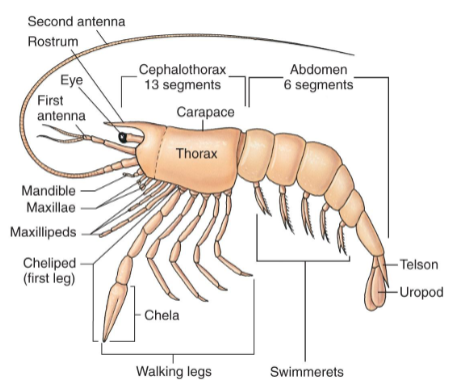 <ul><li><p>biramous appendages</p><ul><li><p>2 pairs of antennae</p></li><li><p>mandibles</p></li><li><p>2 pairs of maxillae</p></li><li><p>maxillipads</p></li><li><p>swimmerets</p></li><li><p>uropod</p></li></ul></li><li><p>Rostrum</p></li><li><p>Telson</p></li><li><p>Tagmata: </p><ul><li><p>Cephalothorax</p></li><li><p>Abdomen</p></li></ul></li></ul><p></p>