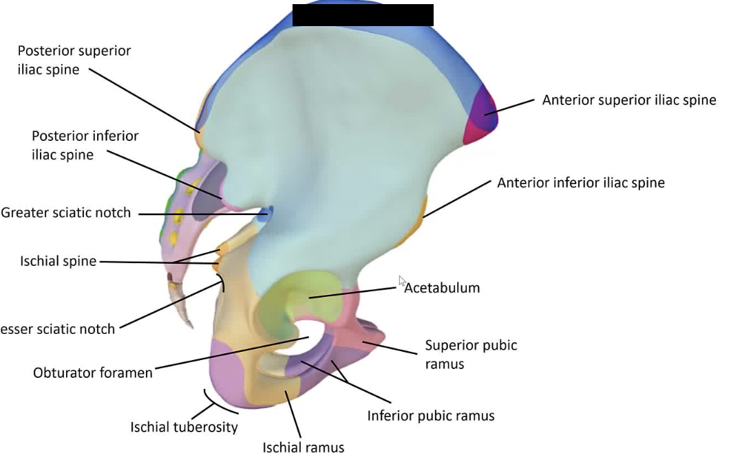 <p>The upper curved edge of the ilium.</p>