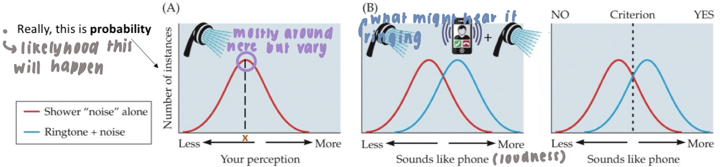 <ul><li><p>scenario: you’re in the shower, waiting for a v important phone call</p><ul><li><p>water making conts sound = noise</p></li><li><p>sound phone ringing = sig</p></li><li><p>noise n signal + noise r represented by distribution </p></li></ul></li><li><p>graph A: </p><ul><li><p>magnitude perception varies</p></li><li><p>on avg, percpetion of loudness of shower noise = “x”</p></li><li><p>plot of all sensations would have a normal distribution</p></li></ul></li><li><p>graph B:</p><ul><li><p>when ringtone plays, signal is added to noise </p></li></ul></li><li><p>graph C:</p><ul><li><p>must decide on criterion (<strong>β) </strong>lvl of response, i.e., an int. thresh set by observer → min response lvl</p><ul><li><p><strong>β is automatic </strong>→ unconscious </p></li></ul></li></ul></li></ul>