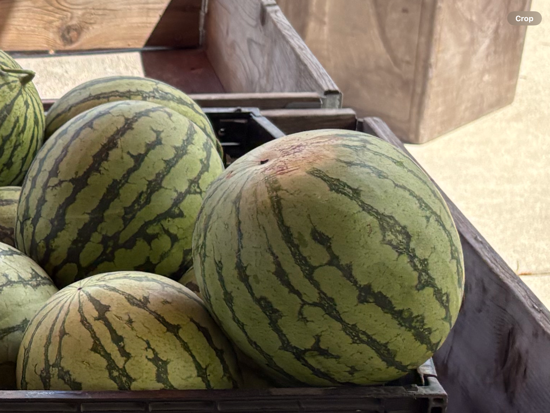 <p>Yellow watermelon</p>