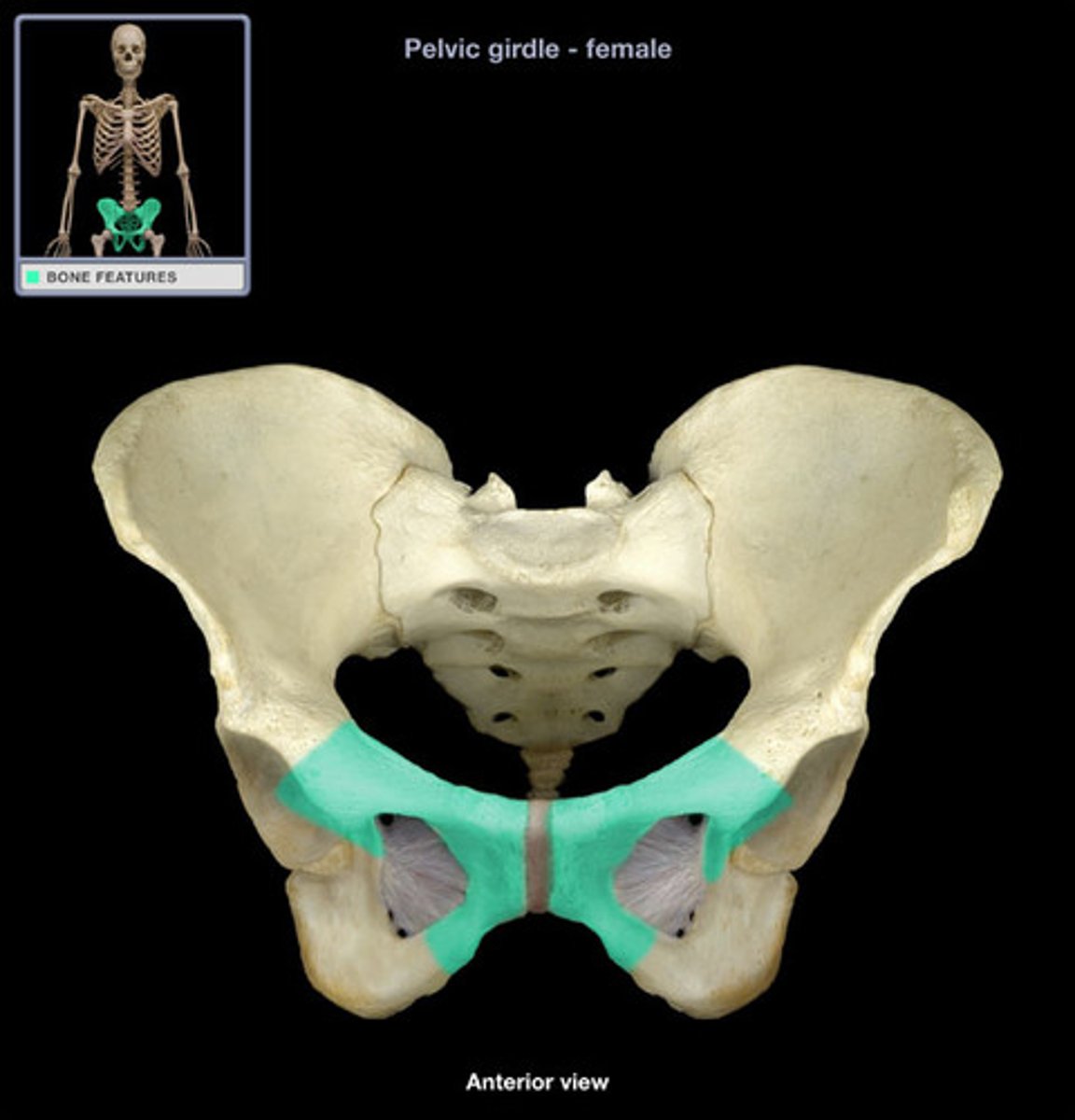 <p>The medial anterior portion of the pelvis</p>