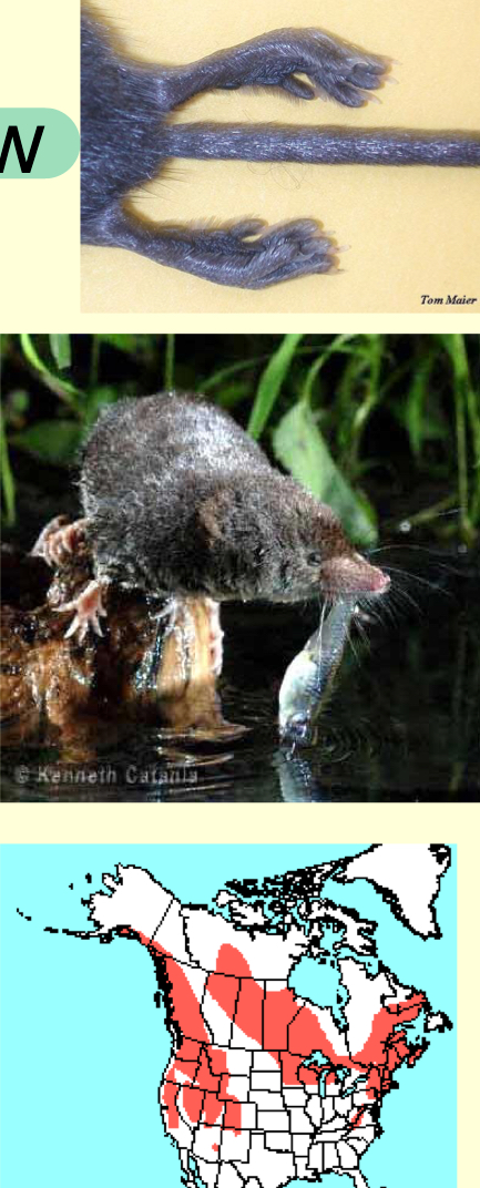 <p><em>Sorex palustris</em>—water shrew</p>