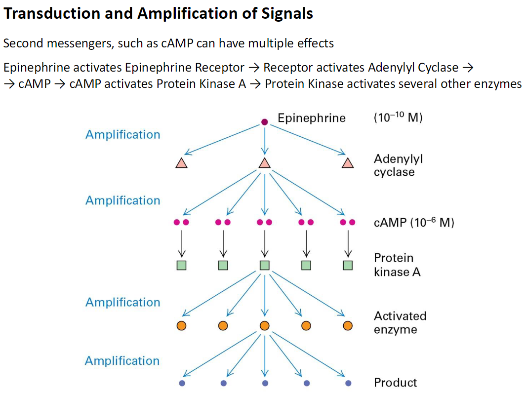 <p><strong>Overview</strong><br> Second messengers, like <strong>cAMP</strong>, transmit and <strong>amplify signals</strong> from hormones</p><p><strong>Example: Epinephrine Signaling</strong><br> Epinephrine binds to its receptor → activates <strong>adenylyl cyclase</strong> → produces <strong>cAMP</strong><br> cAMP activates <strong>Protein Kinase A (PKA)</strong> → PKA activates multiple downstream enzymes</p><p><strong>Amplification</strong><br> One epinephrine molecule (10⁻¹⁰ M) → many cAMP molecules (10⁻⁶ M)<br> Each PKA molecule can activate several enzymes → large-scale production of final products</p><p><strong>Outcome</strong><br> Signal amplification ensures that <strong>a small amount of hormone can trigger a strong cellular response</strong></p>