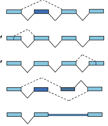 <p>Donne le nom des épissage alternatifs sur l’image : </p>