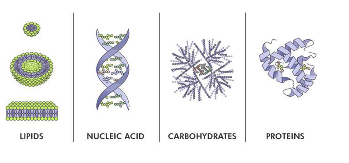 <ul><li><p>the breakdown and synthesis of <strong>macromolecules</strong> in living cells</p></li><li><p>macromolecules include:</p><ul><li><p>lipids</p></li><li><p>nucleic acid</p></li><li><p>carbs</p></li><li><p>proteins</p></li></ul></li></ul><p></p>
