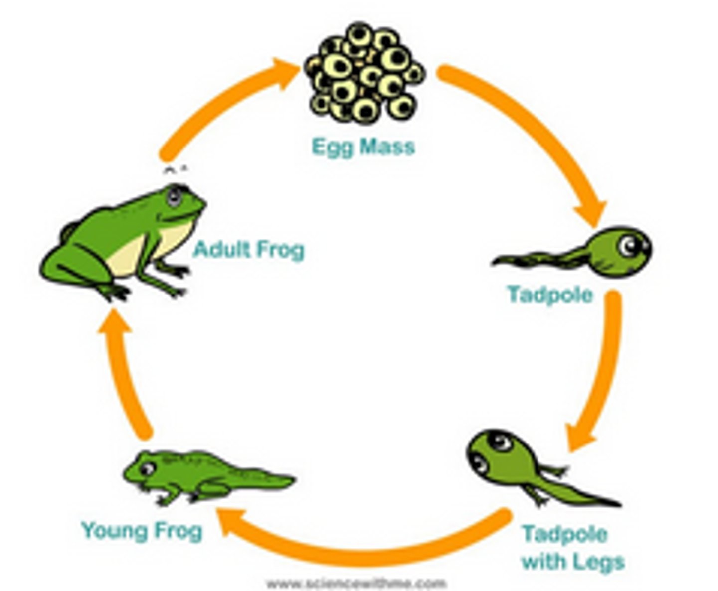 <p>wide range of sizes</p><p>Typical life cycle includes an aquatic larvae with gills and metamorphosis to a lunged terrestrial adult</p>
