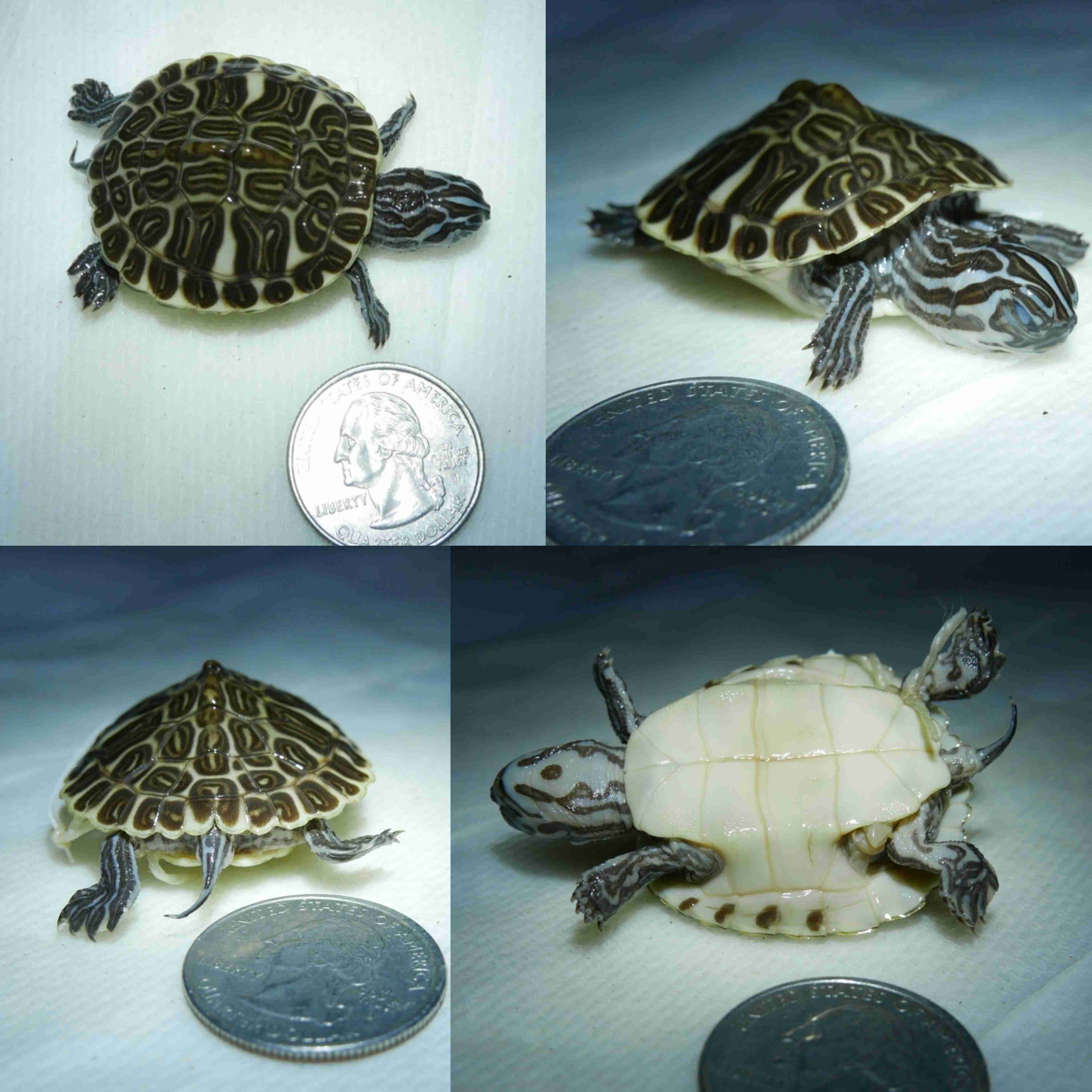 <p>What is the family and scientific name for this turtle?</p>