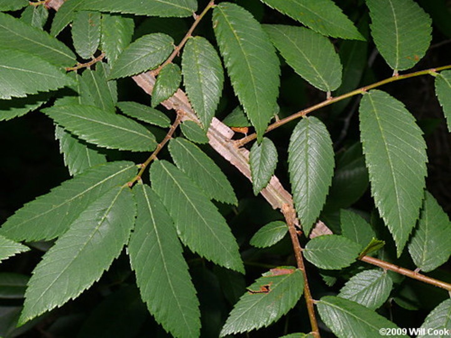 <p>very broad, warty growths, thin and wing-like, that grow along its branches.</p>