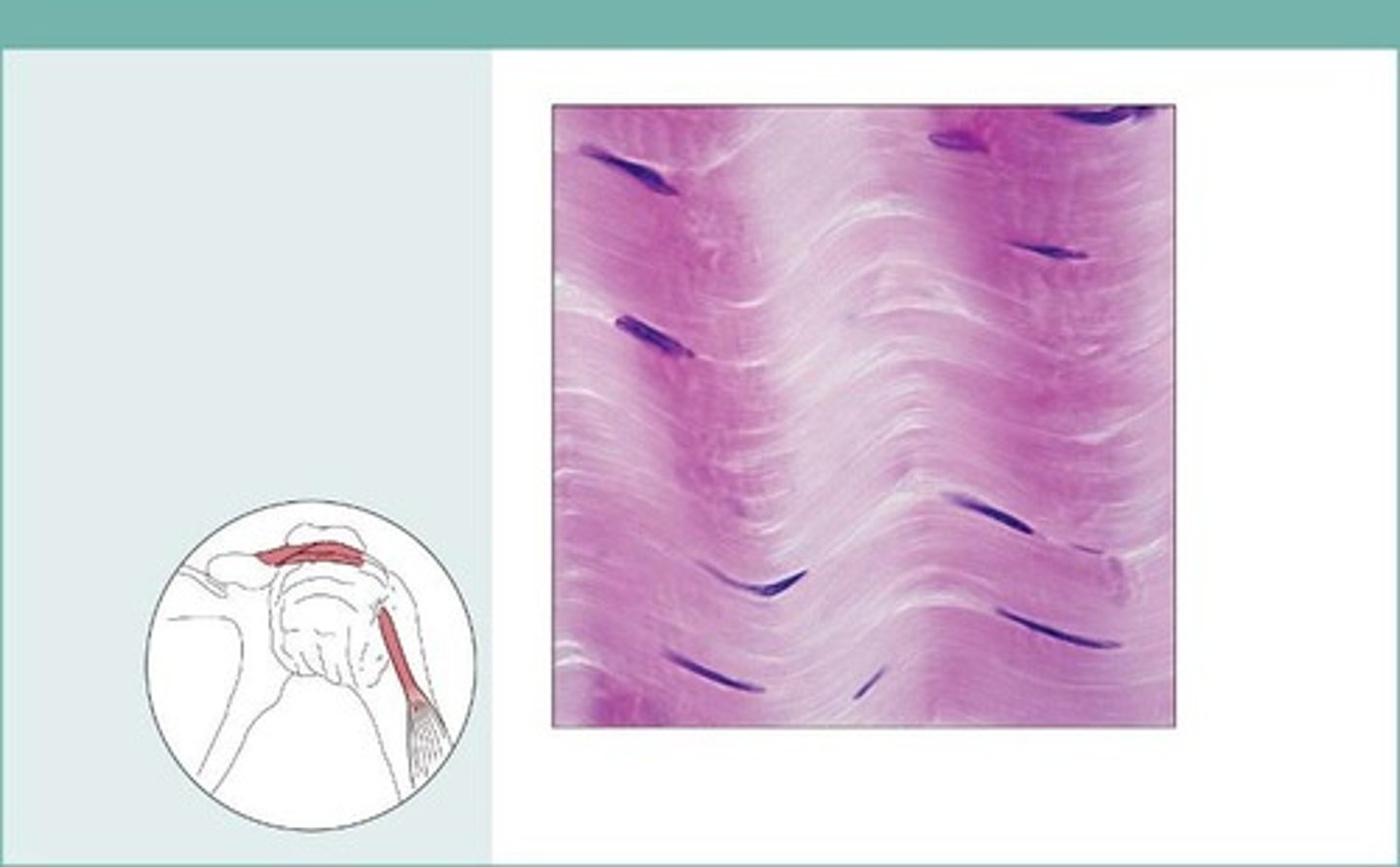 <p>Attaches muscles to bones or to other muscles; attaches bones to bones; withstands great tensile stress when pulling force is applied in one direction</p>