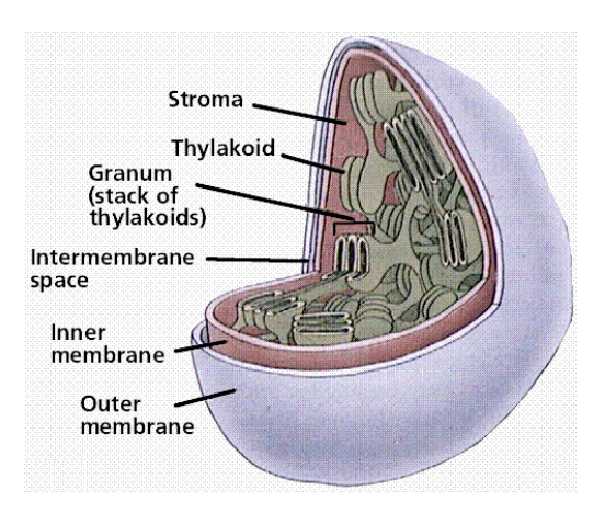 <ul><li><p class="Paragraph SCXO244762101 BCX4" style="text-align: left;"><span style="background-color: inherit; line-height: 19.55px;"><span>In most newborn mammals including humans a type of adipose tissue (brown fat) uses fuel oxidation to produce heat and not ATP</span></span><span style="line-height: 19.55px;"><span> </span></span></p></li><li><p class="Paragraph SCXO244762101 BCX4" style="text-align: left;"><span style="background-color: inherit; line-height: 19.55px;"><span>This is achieved by a protein (thermogenin) which provides a path for protons to return to the matrix without passing through the F</span><sub><span>0</span></sub><span>F</span><sub><span>1</span></sub><span> complex</span></span><span style="line-height: 19.55px;"><span> </span></span></p></li><li><p class="Paragraph SCXO244762101 BCX4" style="text-align: left;"><span style="background-color: inherit; line-height: 19.55px;"><span>The energy is dissipated as heat</span></span><span style="line-height: 19.55px;"><span> </span></span></p></li><li><p class="Paragraph SCXO244762101 BCX4" style="text-align: left;"><span style="background-color: inherit; line-height: 19.55px;"><span>Protons flow through mitochondrial membrane but not through ATP synthase</span></span><span style="line-height: 19.55px;"><span> </span></span></p></li><li><p class="Paragraph SCXO244762101 BCX4" style="text-align: left;"><span style="line-height: 19.55px;"><span>chloroplasts use energy from sunlight to fix carbon</span></span></p></li></ul><p></p>