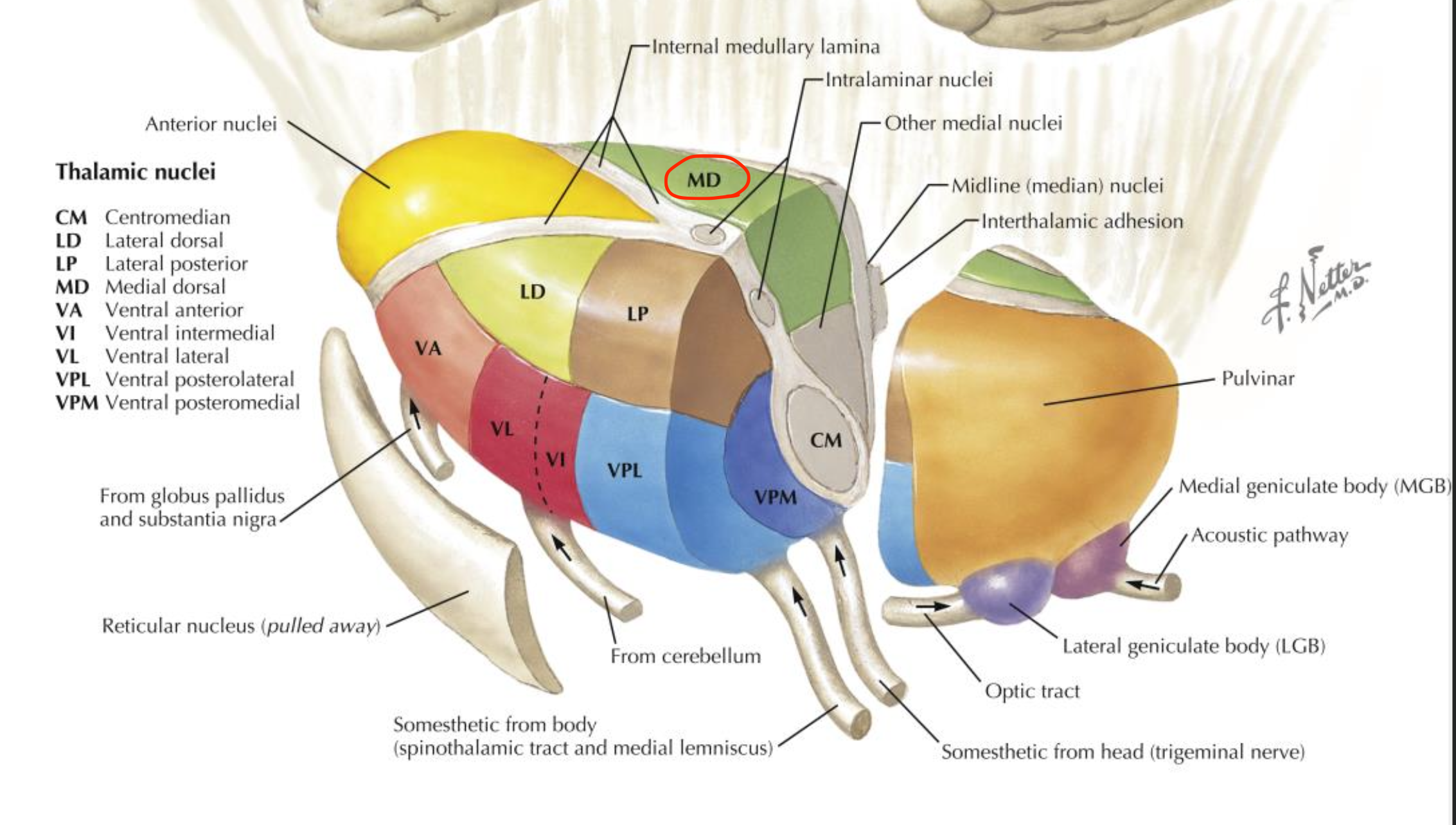 <p>Mediodorsal thalamic nucleus</p>