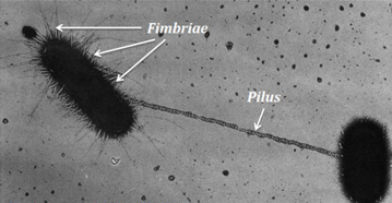 <p><mark data-color="red">Pili</mark></p><p>Can you label, describe and explain what this diagram is/shows?</p>