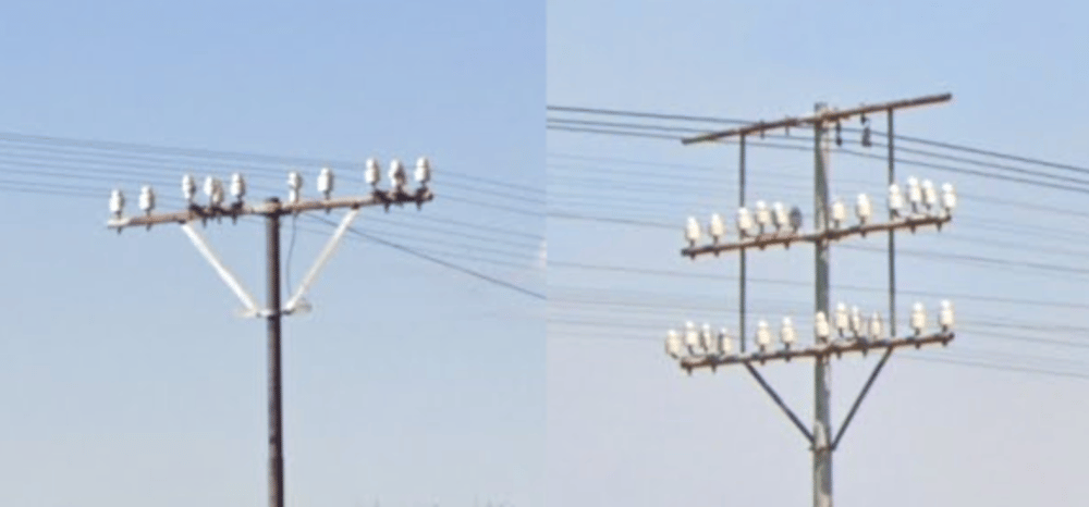 <p>‘Bird pole’</p>