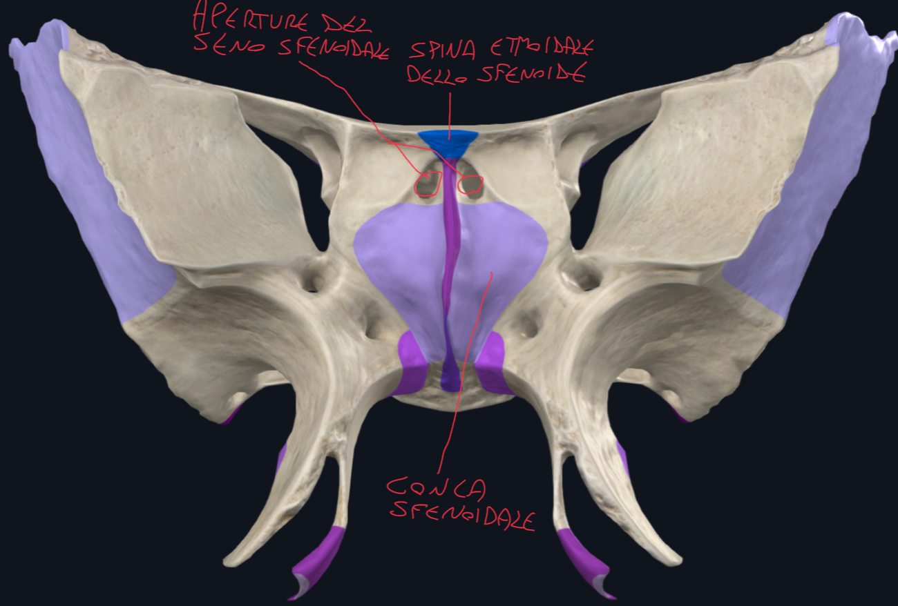 <p>Cresta Sfenoidale:</p><ul><li><p>Sporgenza lineare a livello del Corpo</p></li><li><p>Funzione di articolarsi con il vomere (osso del setto nasale) e con la lamina perpendicolare dell’etmoide</p></li></ul><p>Apertura del Seno Sfenoidale:</p><ul><li><p>Sempre a livello del Corpo, a livello della cavità nasale, nel recesso sfeno-etmoidale</p></li></ul><p>Conca Sfenoidale:</p><ul><li><p>Piccola sporgenza che appartiene alla parete anteriore del seno sfenoidale</p></li></ul><p></p>