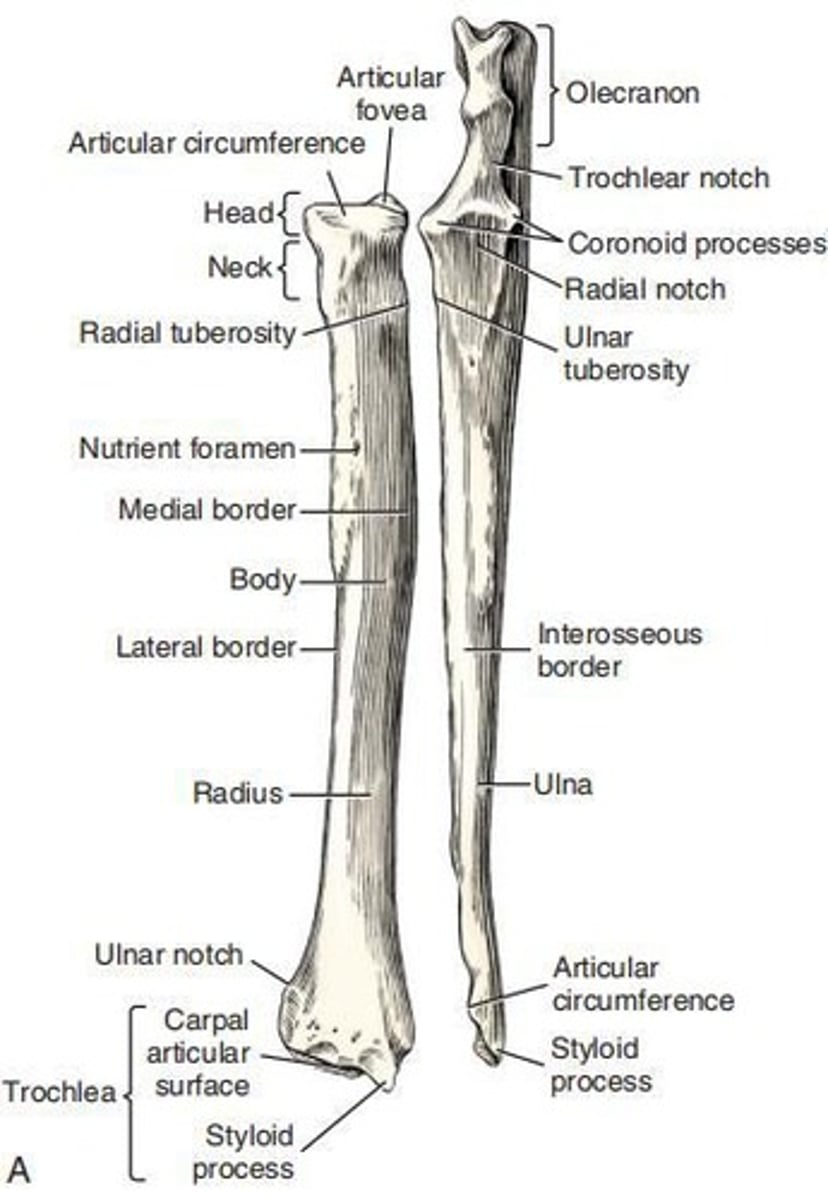 <p>Main weight-supporting bone of the forearm, shorter than the ulna, primarily for muscle attachment.</p>