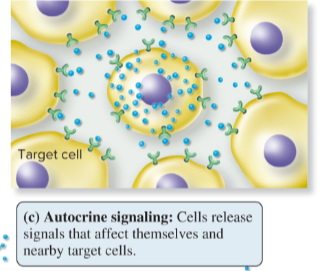 <p>cells secrete signaling molecules that bind to their own surface receptors</p>
