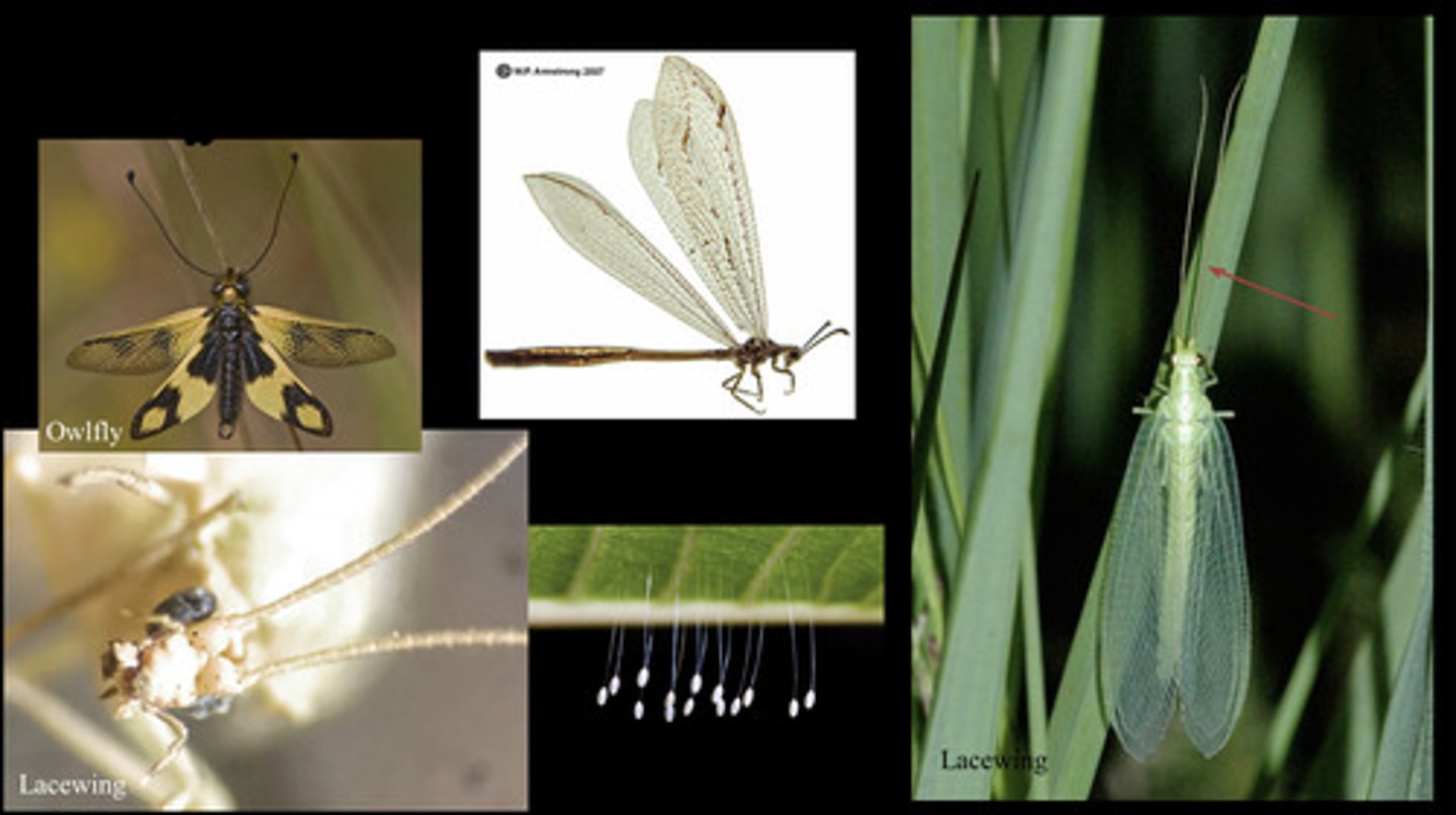 <p>- 4 membranous reticulated (with net-like venation) wings</p><p>- mandibulate mouthparts, long antennae, filiform</p>