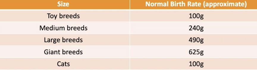<p>normal weight loss in 24hrs (C-section)</p><ul><li><p><strong>gain 5-10% of body weight daily</strong> </p></li><li><p>should double their weight within 7-10 days of age</p></li></ul><p></p>