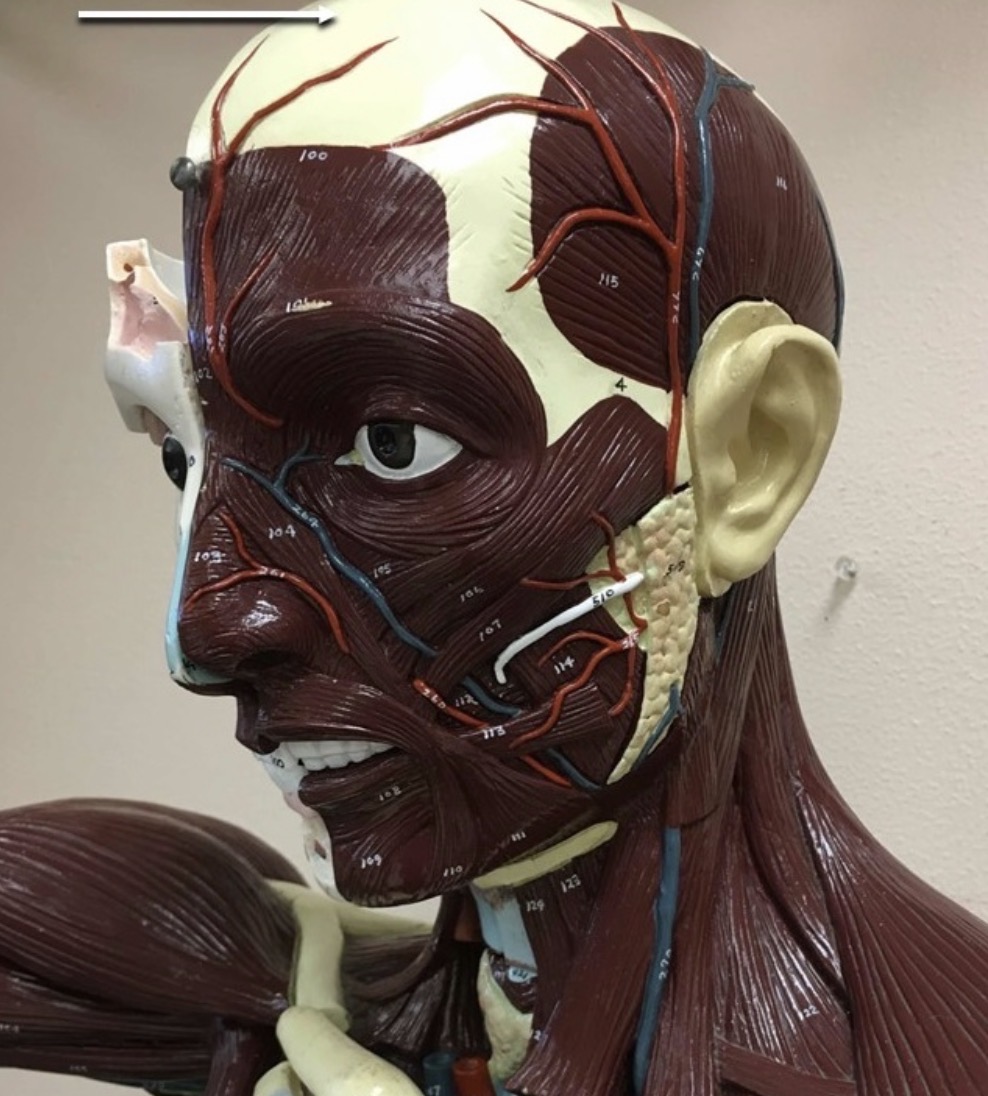 <p><span>Name the structure labeled with the white arrow:</span></p>