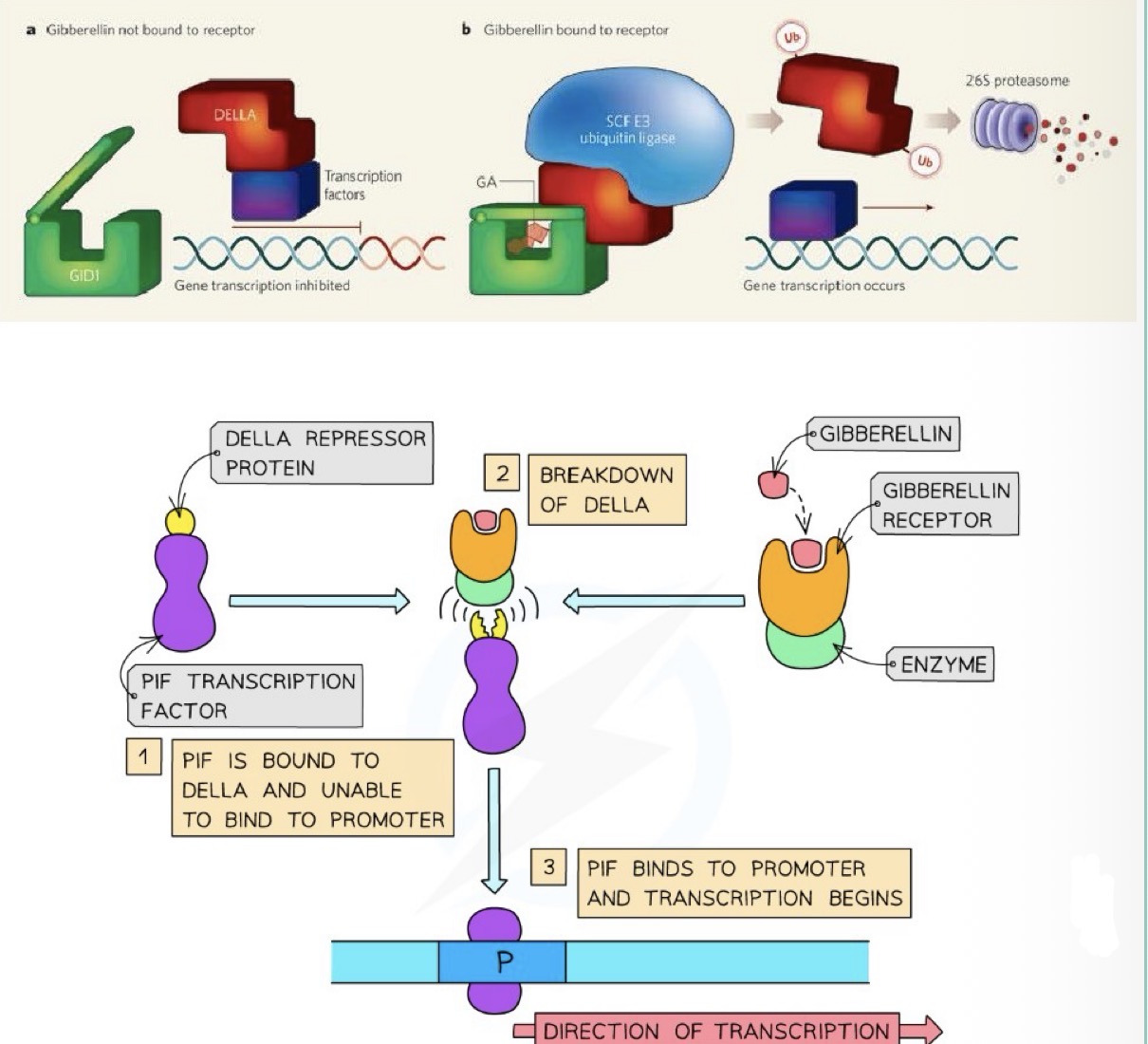 <ul><li><p>DELLA proteins inhibit germination or growth by regulating genes that are involved in synthesis of amylase or growth </p></li><li><p>They do this by binding to transcription factors, eg PIF, preventing them from binding to the promoter and thus preventing transcription </p></li></ul><p></p>