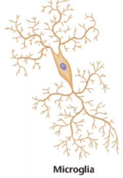 <p>kleine cellen, onderdeel van afweersysteem</p><ul><li><p>Verwijdering virussen en schimmels uit hersenen</p></li><li><p>Proliferatie en verwijdering dode of beschadigde neuronen na hersenschade</p></li><li><p>Verwijdering (samen met astrocyten) ineffectieve synapsen en aanpassing effectiviteit van andere synapsen<br>→<span><span>&nbsp;</span></span>te veel of te weinig in&nbsp;“snoeien” van synapsen vroege ontwikkeling kan leiden tot ontwikkelingsstoornissen</p></li><li><p><span style="font-family: Aptos, sans-serif; line-height: 107%;"><span>Bieden negatieve feedback (= remmen) op neuronale activiteit<br>→</span></span><span style="line-height: 107%;"><span>&nbsp;</span></span><span style="font-family: Aptos, sans-serif; line-height: 107%;"><span>epileptische aanvallen kunnen plaatsvinden bij verlies van microglia</span></span></p></li></ul><p></p>