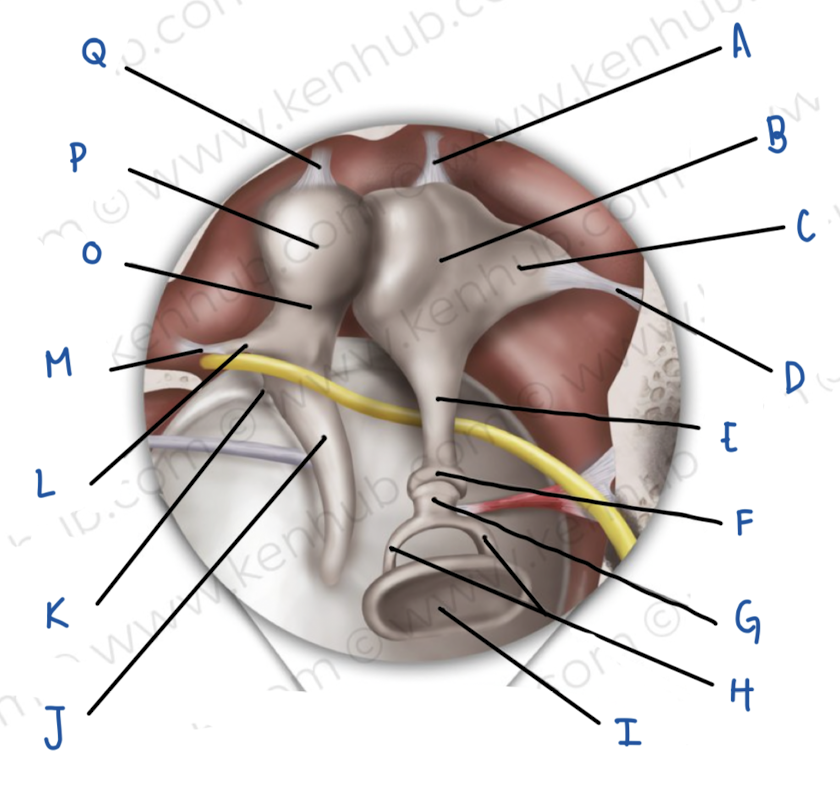 <p>Name the middle ear structure labeled H</p>