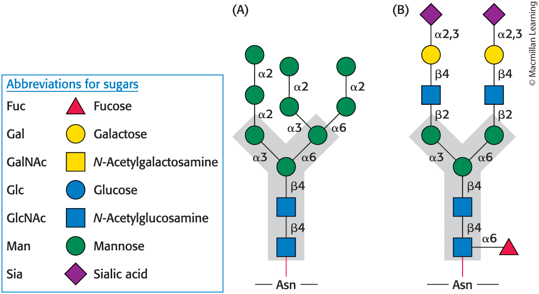 <p>Have a common pentasaccharide core that consists of three mannoses and two N-acetylglucosamine residues </p>