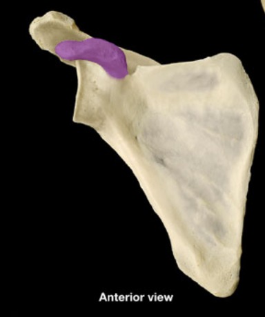 <p>&quot;hook&quot;; anterior side, in front of glenoid cavity</p>