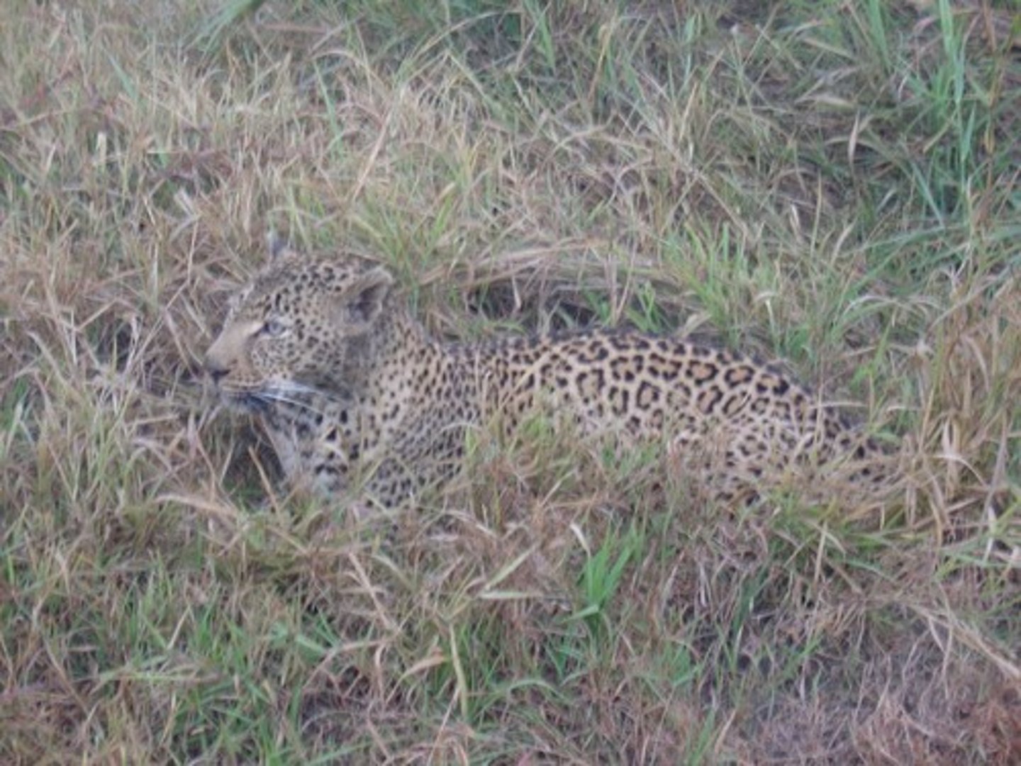<p>not attracting attention</p><p>The camera was small and ----, perfect for wildlife photography.</p>