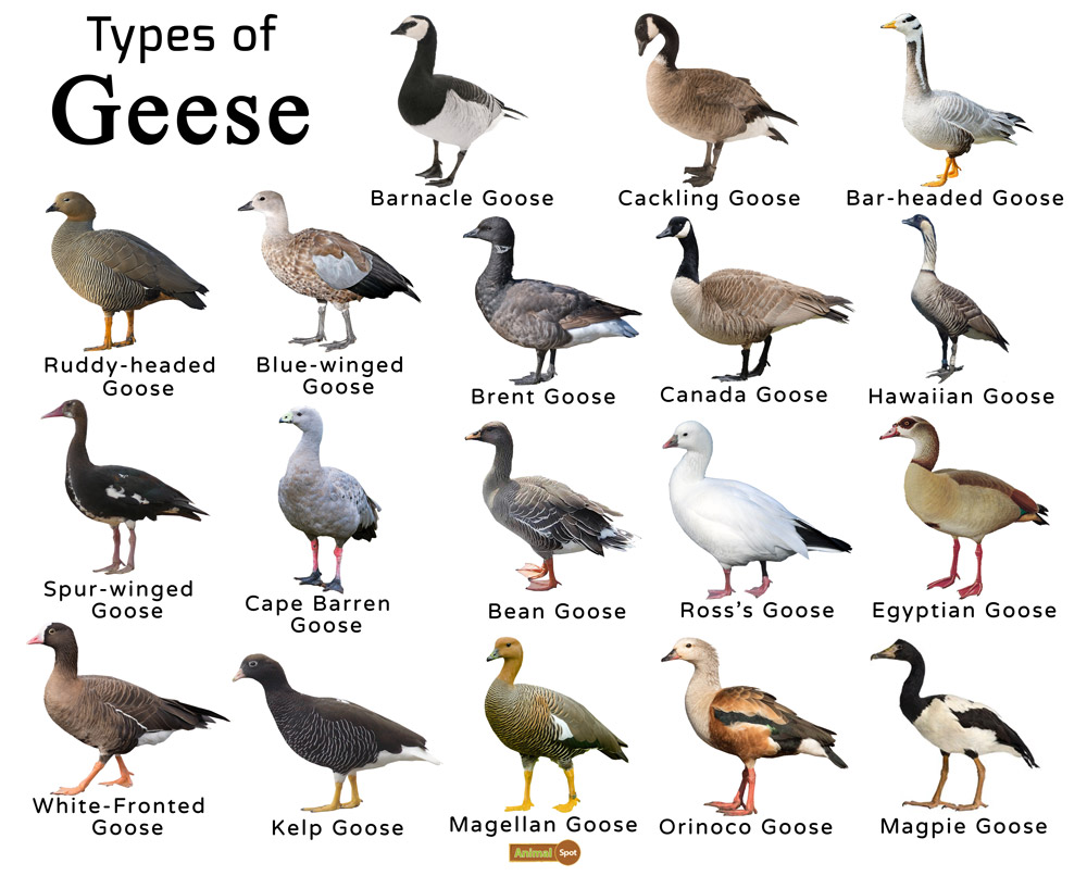 <p>GOOSE - GEESE</p>