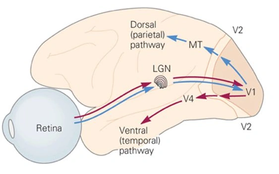 <p>Retina → Lateral Geniculate Nucleus  → V1  → V2 → V4</p>